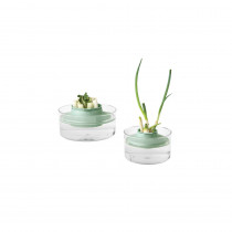 Herbs and Vegetables Regrow Kit,TASTY+ - Jade Green